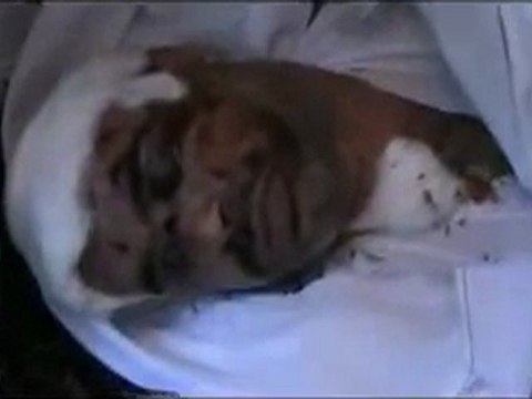 فري برس حمص حي دير بعلبة الشهيد عبد الحكيم العلي 5 10 2011