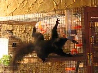 snickers écureuil du japon