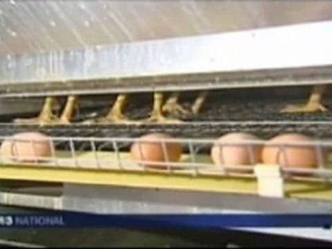 120121 - Poules 2012