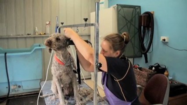 Cattery Kennels Killarney Killarney Kennels VIC