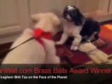 Old Shih Tzu Battles Golden Retriever Puppy