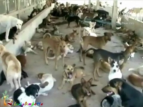 เปิดปม - 4 เดือนสุนัขของกลางตายกว่าครึ่ง 23Jan12