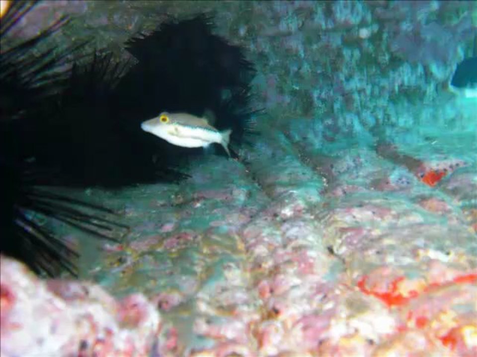 Parque Nogal Bungalows Maspalomas Gran Canaria Canary Islands