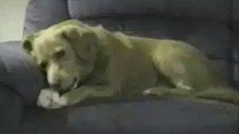 Chien-bete