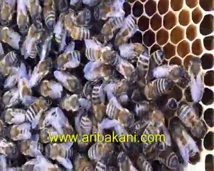 Arıcılık ve iki ana arılı kovan