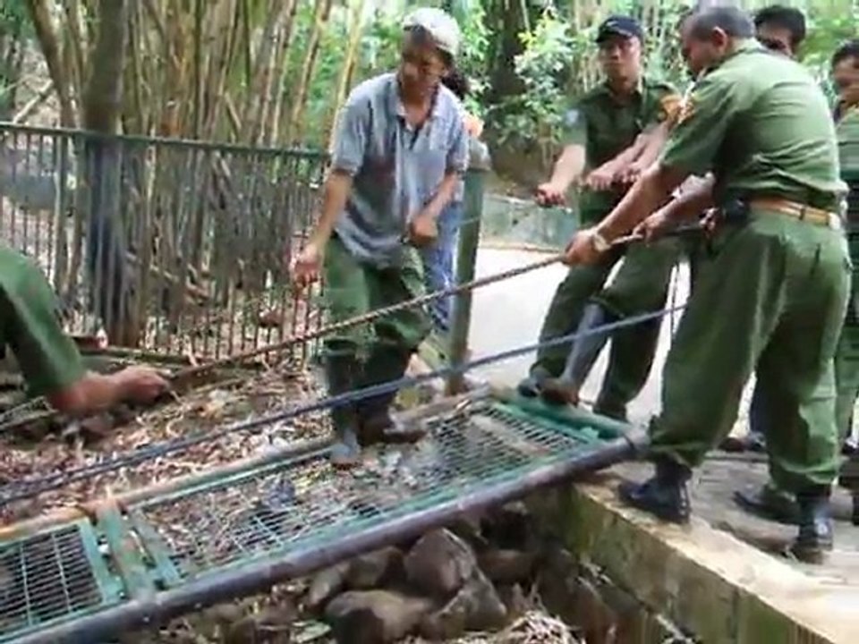 RELOKASI BUAYA