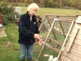How To Maintain Your Chickens Coops