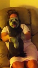 Dog Dances To Beyonce