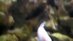 Labidochromis caeruleus Chadagha (mâle