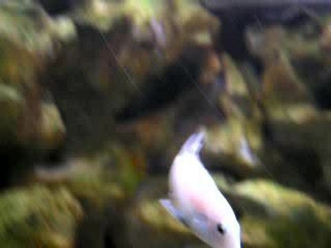 Labidochromis caeruleus Chadagha (mâle