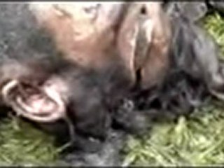 فري برس   حمص تيرمعلة جثمان شاب مجهول الهوية مرميا بنهر العاصي بين تيرمعلة والدار الكبيرة 1 1 2012