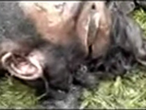 فري برس حمص تيرمعلة جثمان شاب مجهول الهوية مرميا بنهر العاصي بين تيرمعلة والدار الكبيرة 1 1 2012