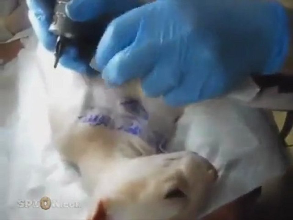 Un Russe fait un vrai tatouage sur son chat