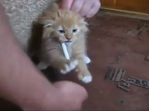 cheap louis vuitton bags dressesstop.com (5)