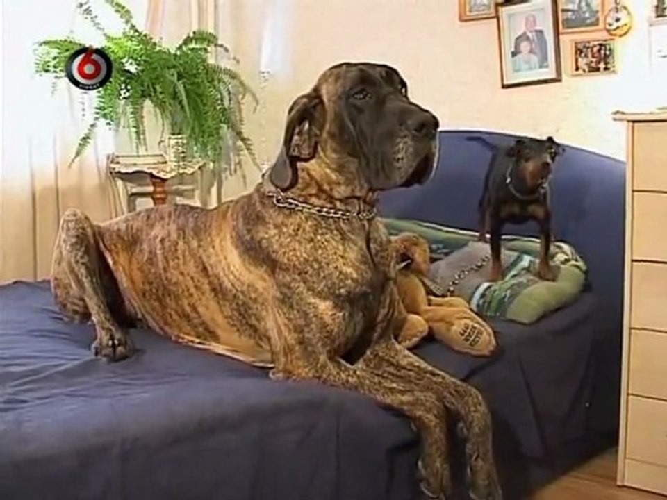 Tavo.augintinis.2012.01.15.DSR.XVID-CNN