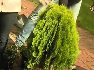 Svajonių.sodai.2011.11.20.DSR.XVID-CNN