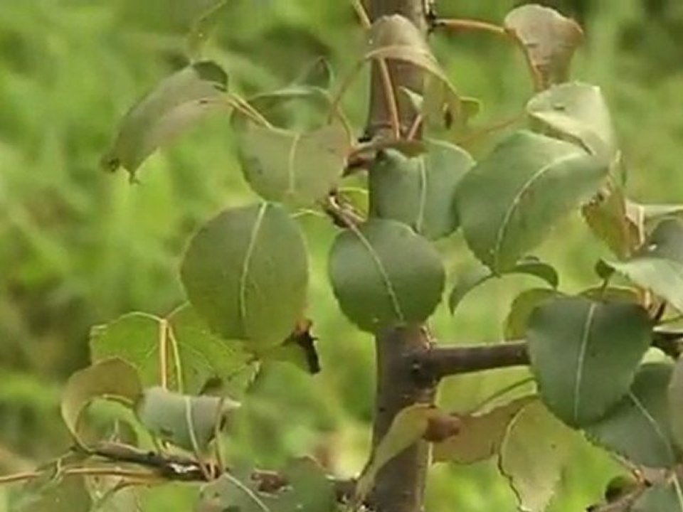 Svajonių.sodai.2012.01.08.DSR.XVID-CNN