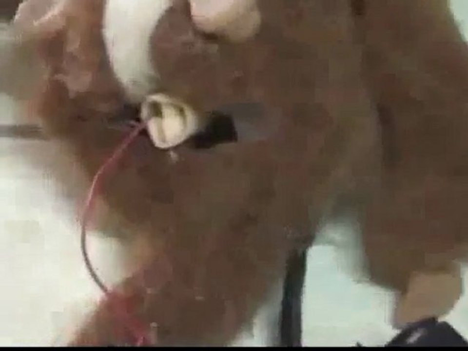 Operation: Teddy Bear