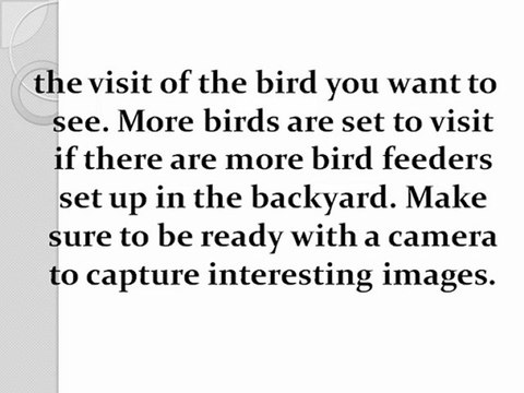 Inviting the Birds with Pergola-Style Bird Feeders