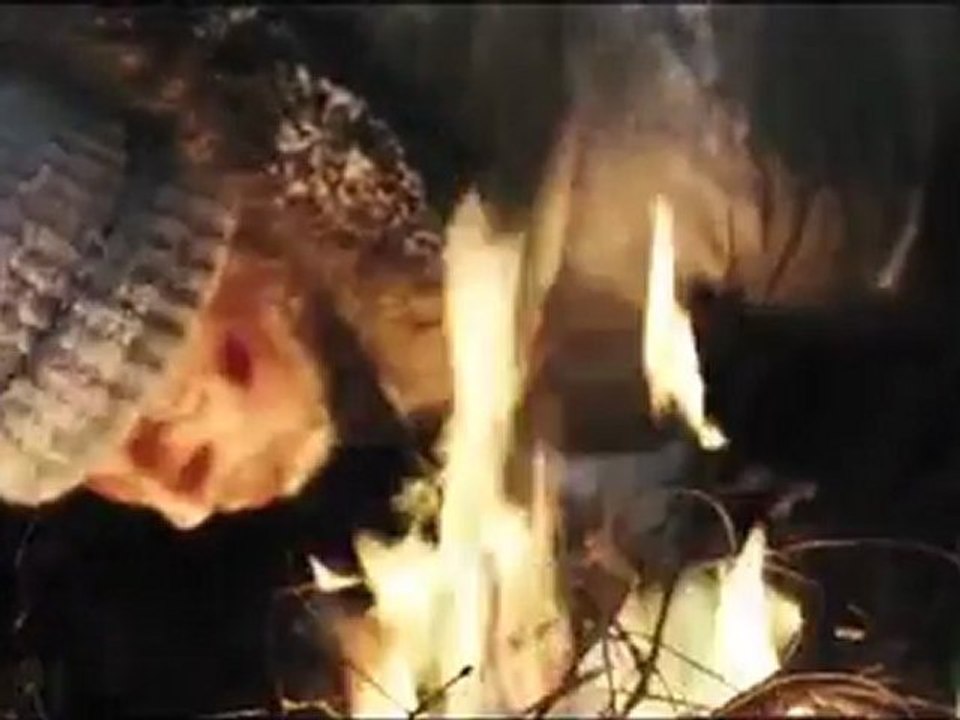 Le Territoire des Loups : bande annonce red band VO