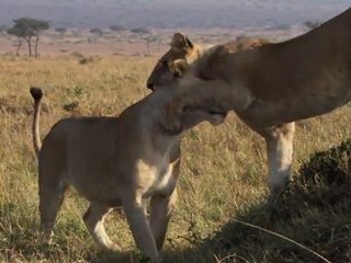 Félins - Clip "Les Lionnes" de Yannick Noah réinteprété par Tale of Voices