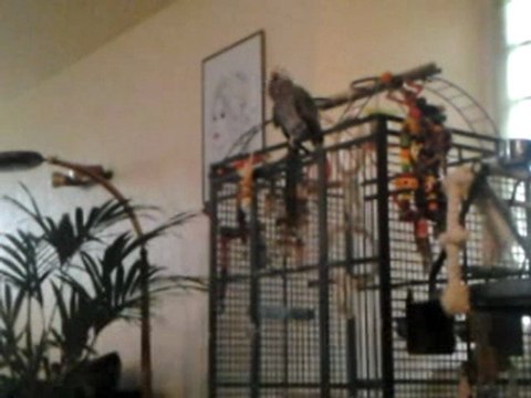 CHICO GRIS DU GABON 5 ans