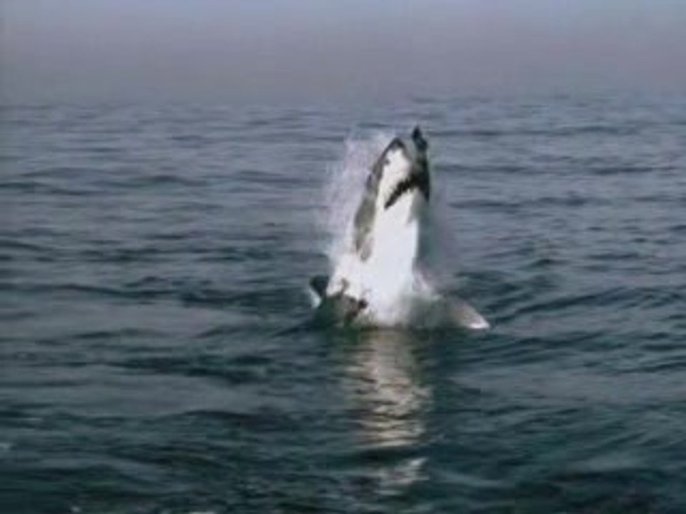 attention requin