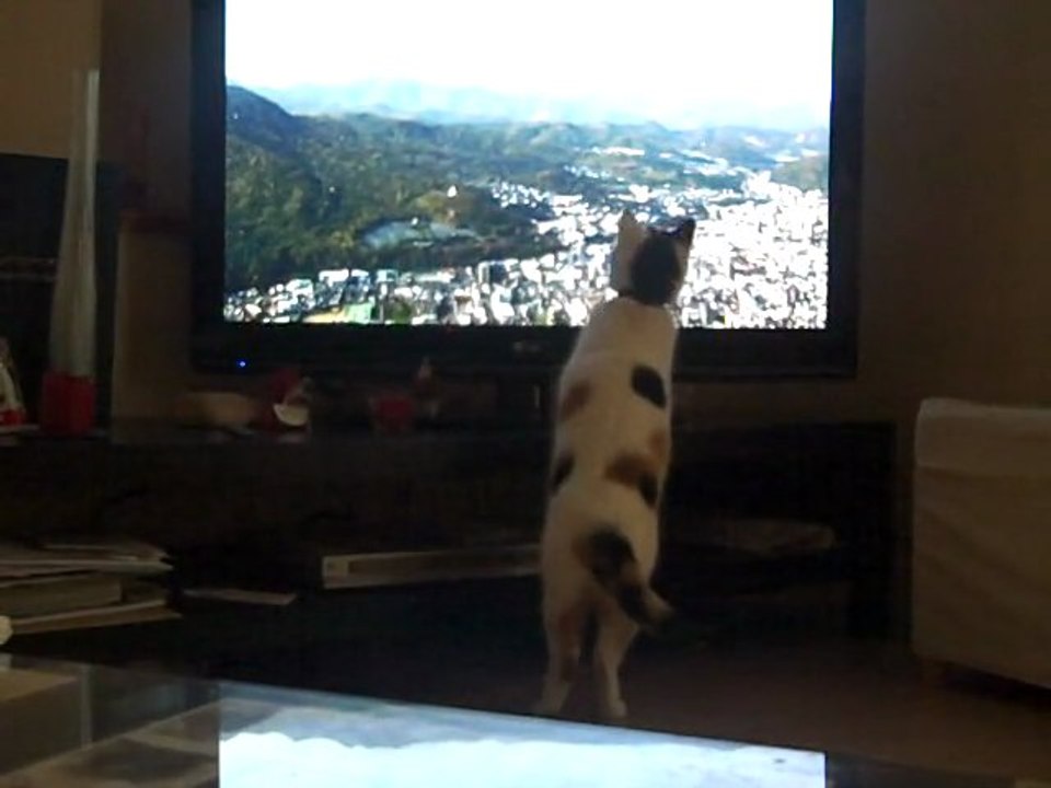 Fidji et l'écureuil