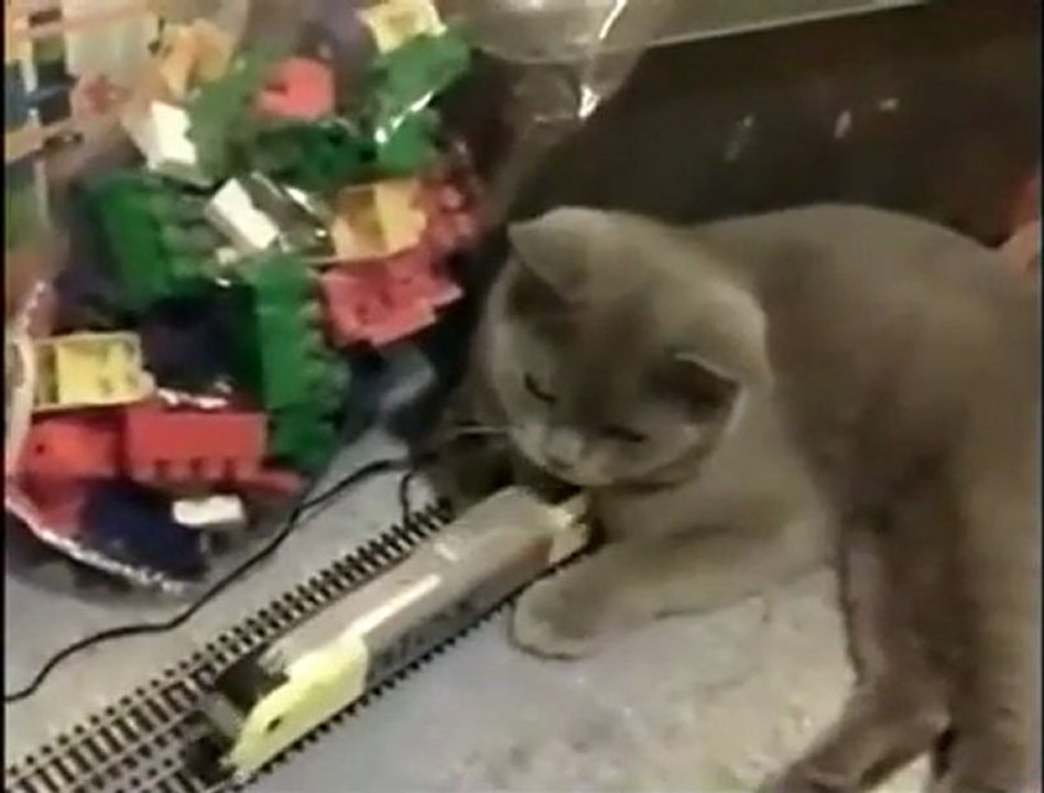 Tepkisiz Kedi