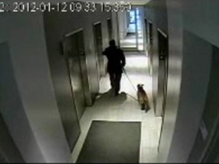 chien happé par un ascenseur