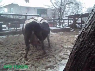 KARDA GÜREŞ OLUR MU ?