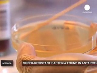 Dayanıklı bakteriler Antarktika'da