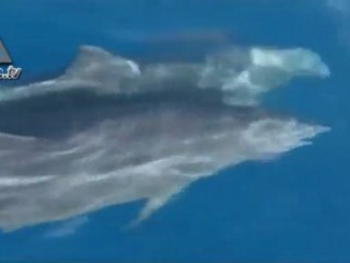 2 baby Dolphins born