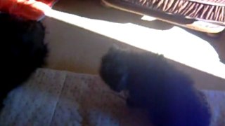 VIDEO 16 01 2012 002