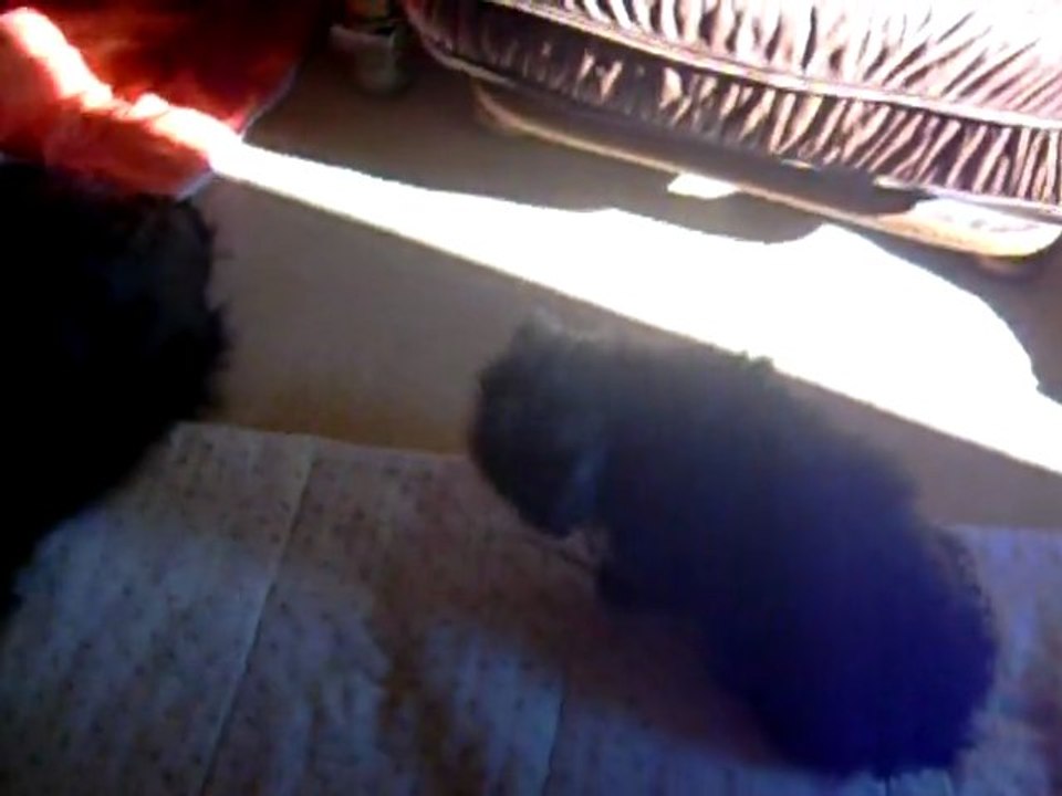 VIDEO 16 01 2012 002