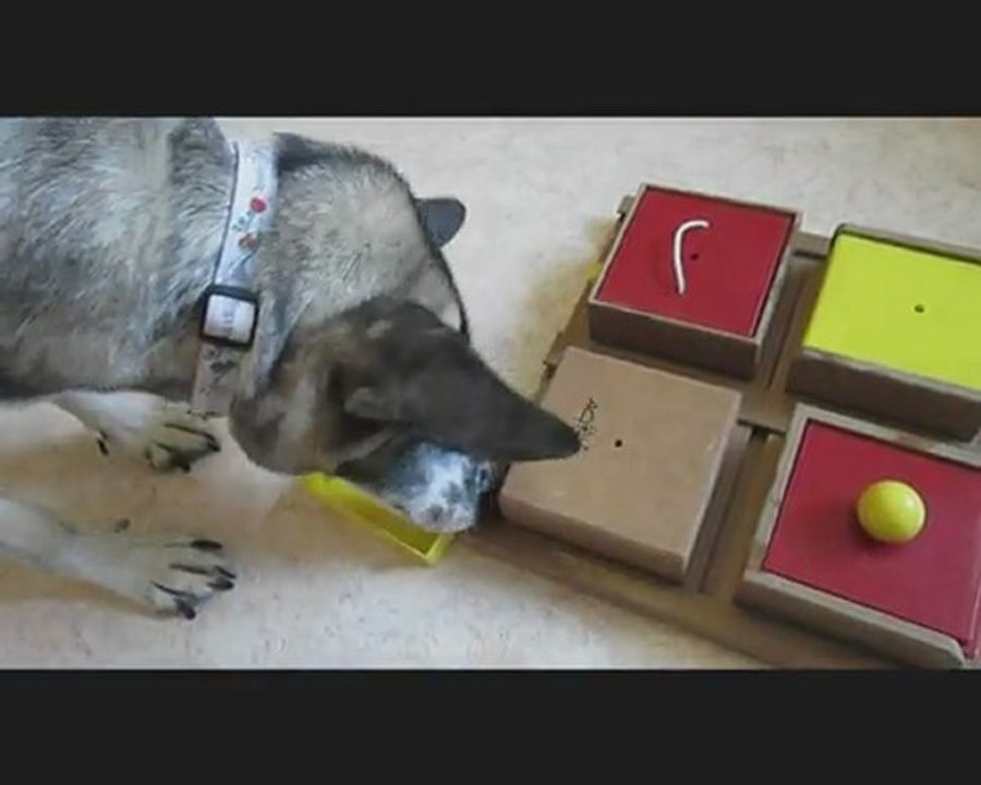 laïka et la poker box