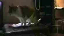 talking-cats
