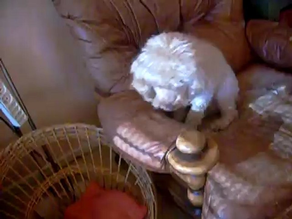 VIDEO 16 01 2012 001 - FOUSSY