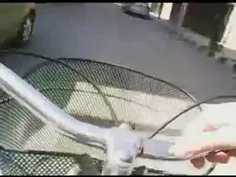 فري برس تواجد الشبيحة في ديرالزور في جمعة أحرار الجيش 14 10 2011