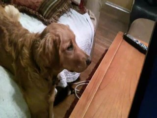 Chien qui regarde un film