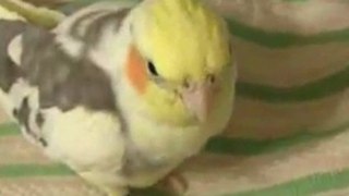 cockatiel answers math questions