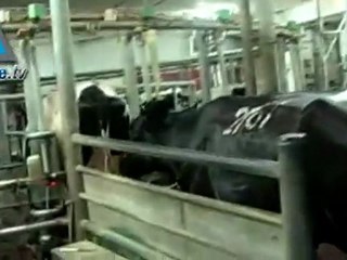 Israeli cows are efficient milk providers