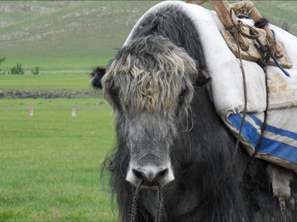 Central Mongolia