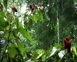 Roofing - Extreme Shingle Testing