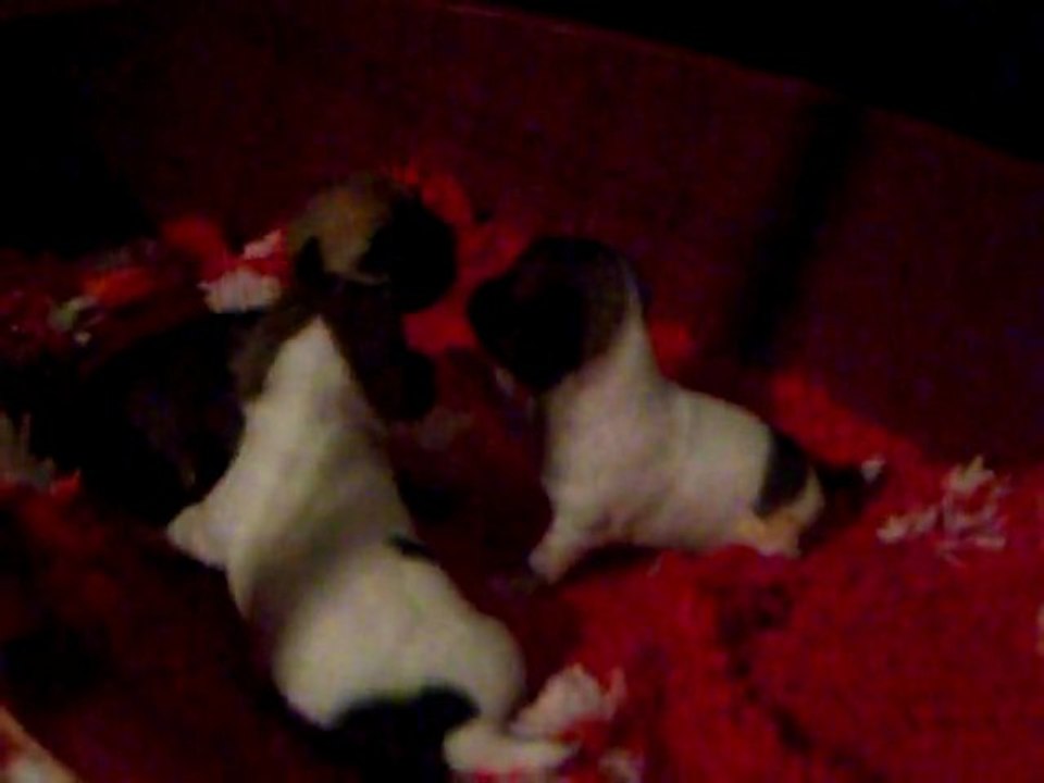 videos 3 semaines 005