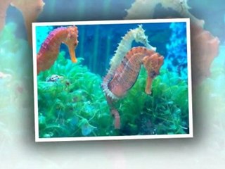 Jacksonville, Aquatic Care, Fish Tank Installations