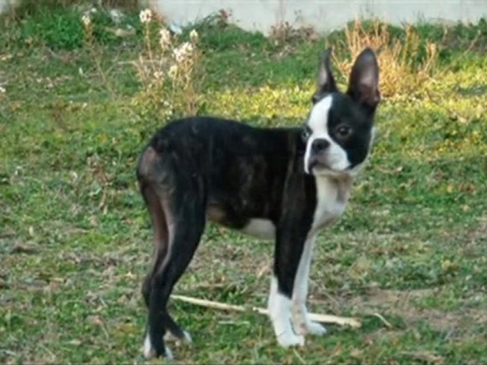 BOSTON TERRIER