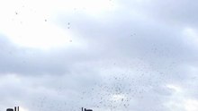 Starlings in Spaarndammerbuurt