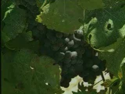 Filmpje Cape Winelands 1