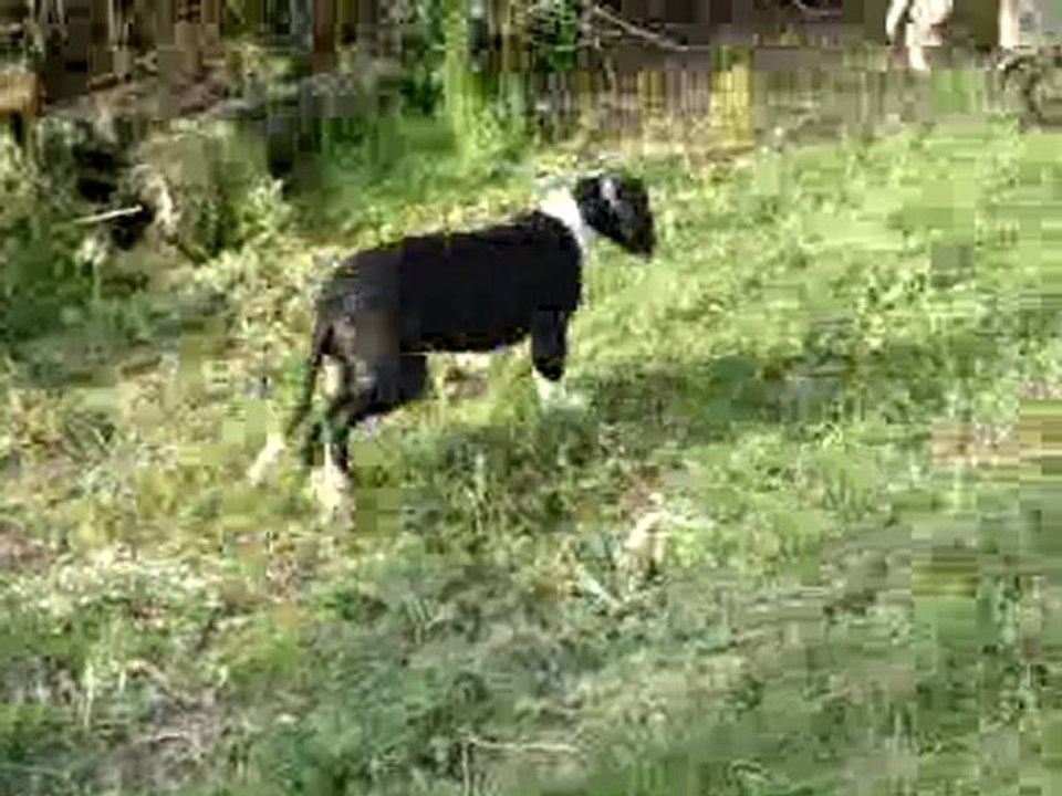 Dogues Allemands du Soleil de Yana. On s'éclate